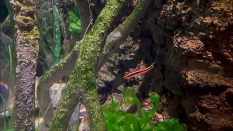 Southern Hulafish