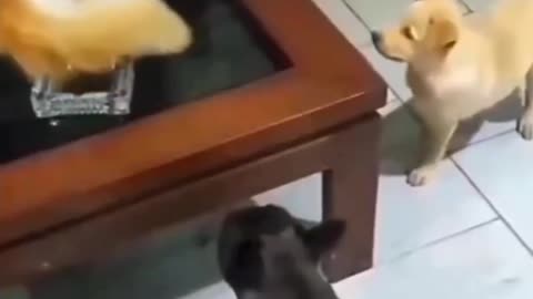 Funny Pet Video #Funnyanimal #Funnydog #Funnycat