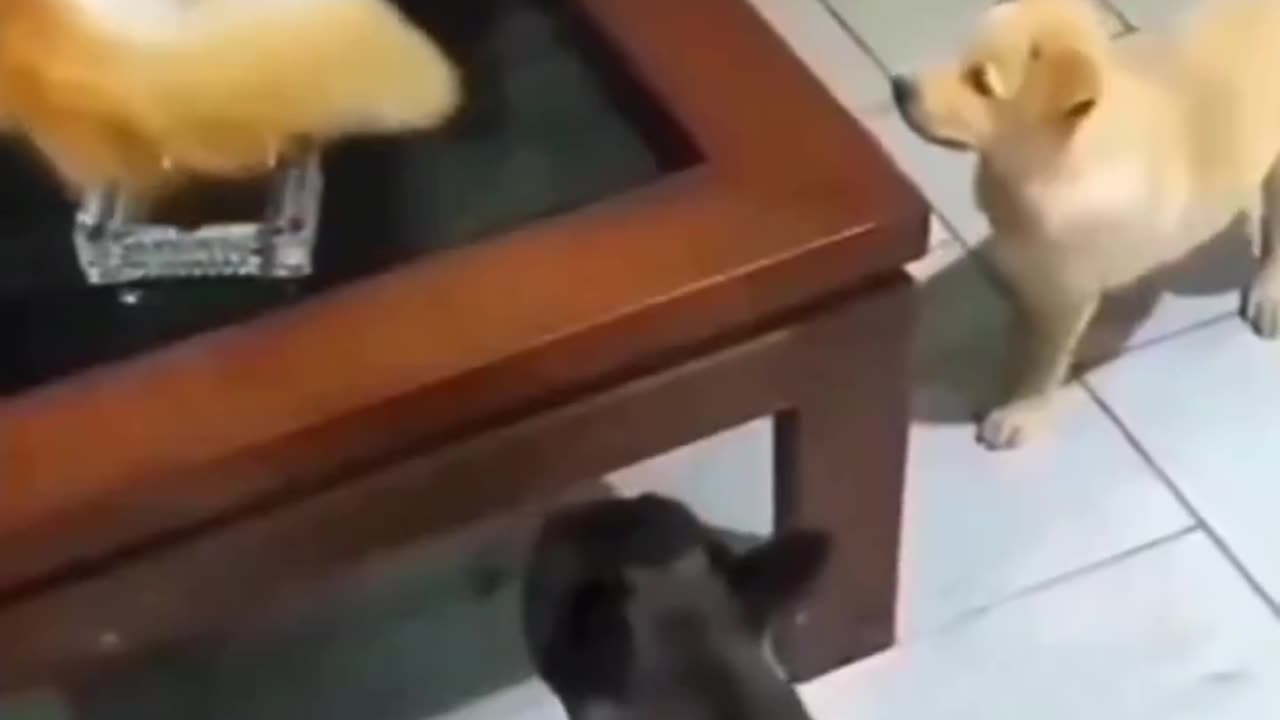 Funny Pet Video #Funnyanimal #Funnydog #Funnycat