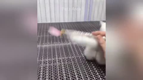 Funny video cat🤣