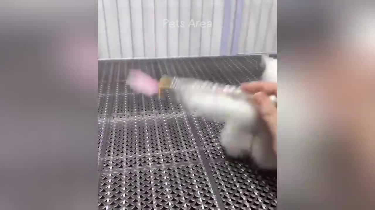 Funny video cat🤣