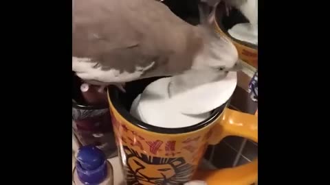Magic Birds
