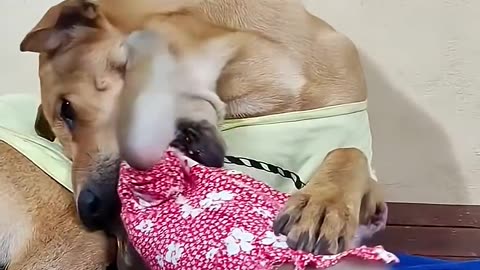Puppy and Monkey play funny times