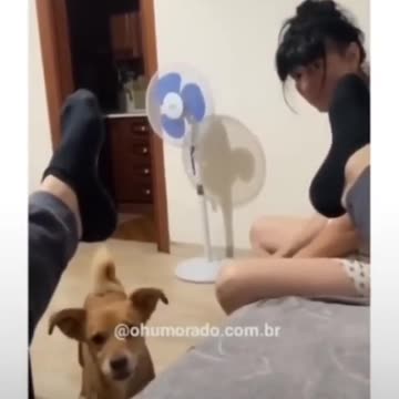 Falei foi peido !!! Se nao se borrou, se cagou todo #shorts (1).mp4