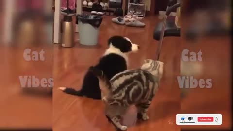 Funny cats