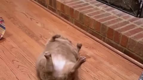 Funny cat