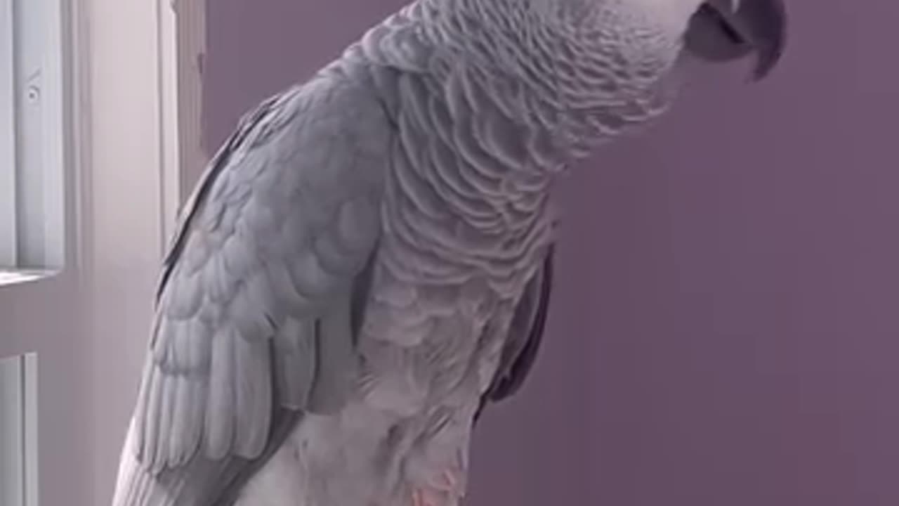 Parrot Says No Growling! 😂