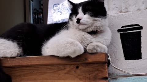 Meet the Sassy 'Barista Cat' Taking Over the Coffee Scene!