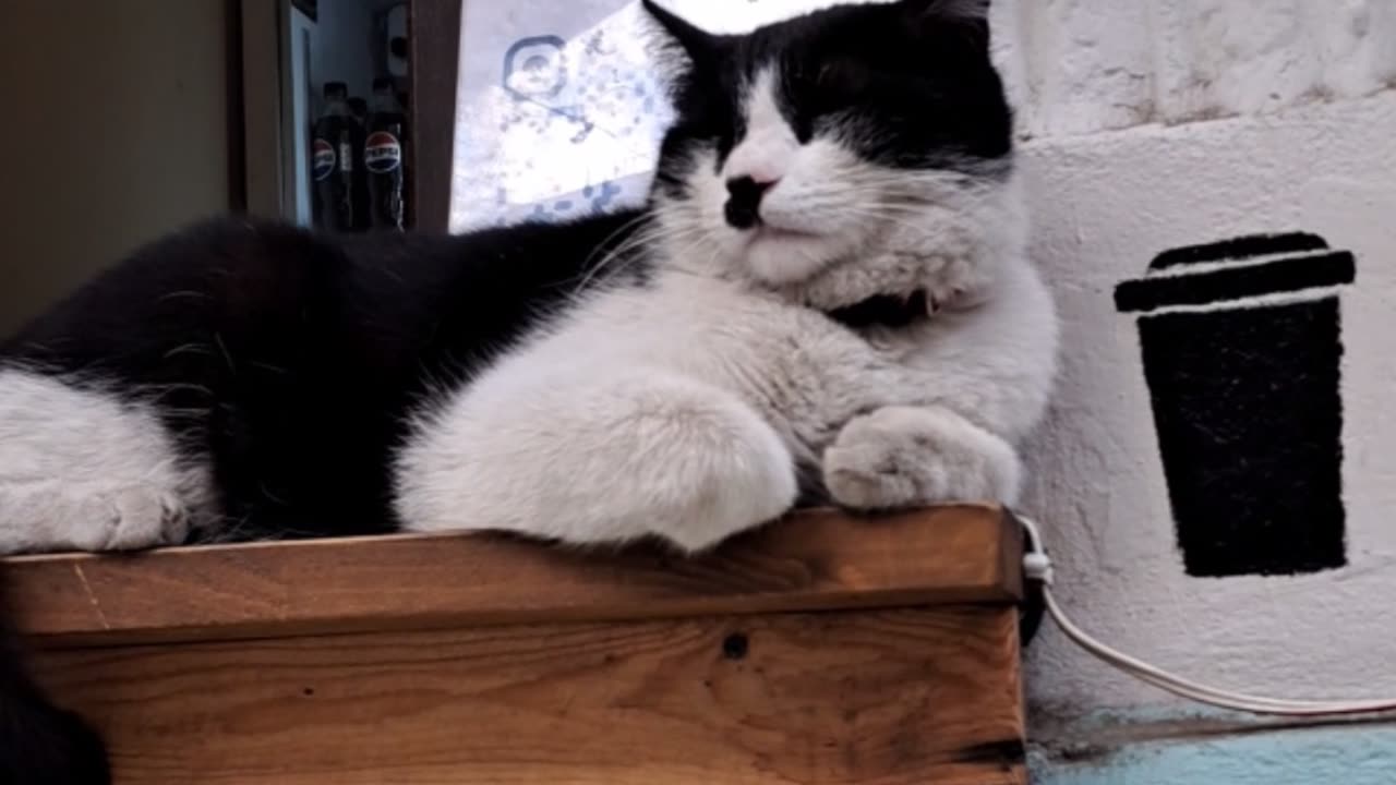 Meet the Sassy 'Barista Cat' Taking Over the Coffee Scene!