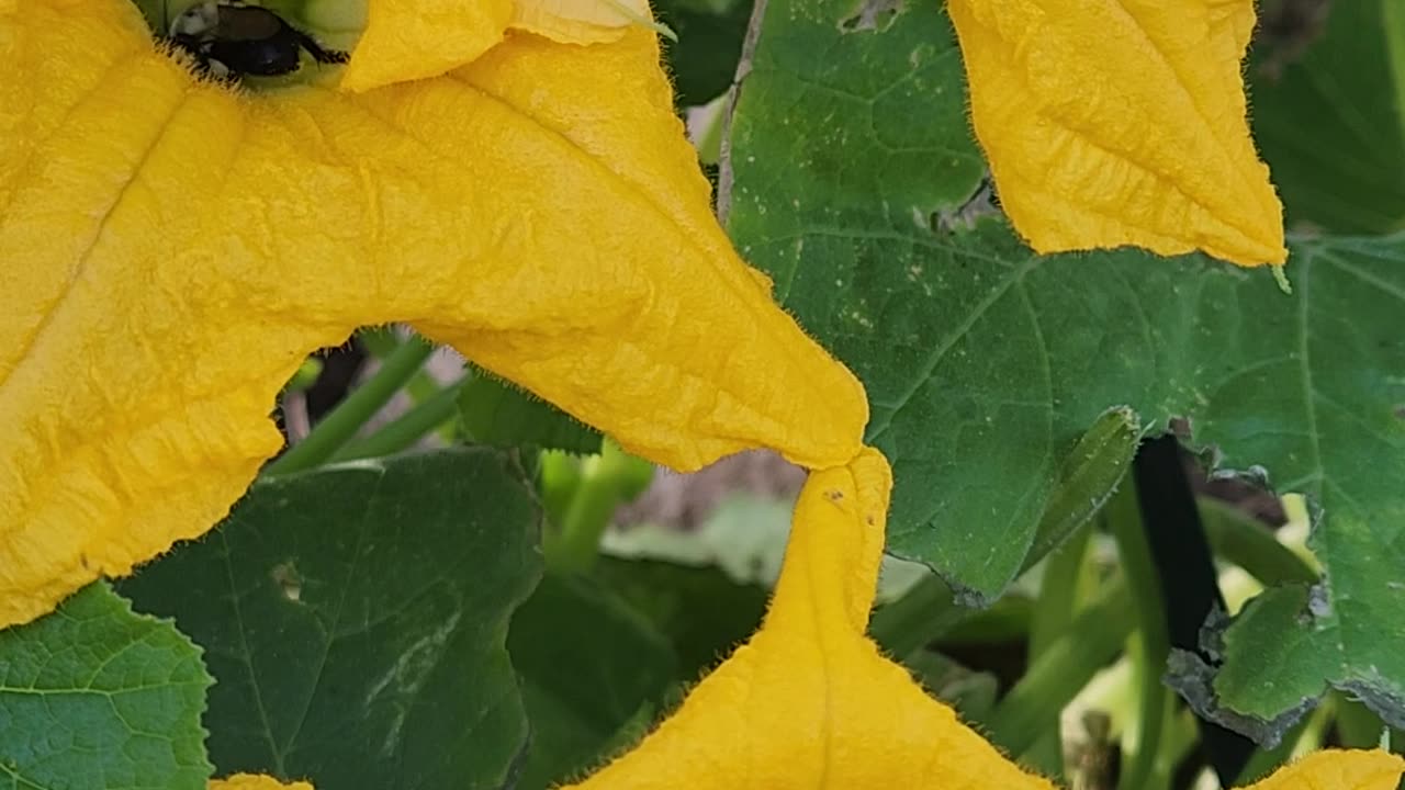 3 Pumpkin Blossoms spawned facing the same way the perfect Bee Storm