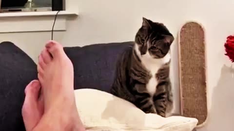 Cat Do Whatever They Want