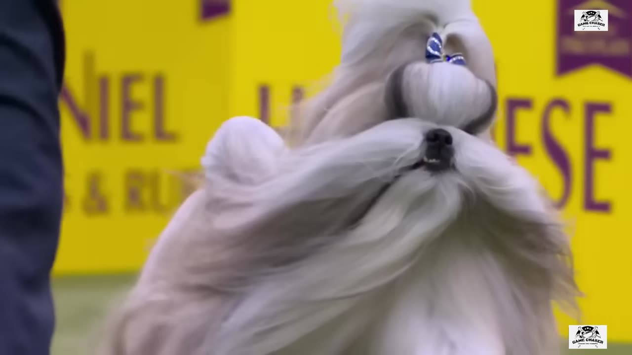 Comet, the Shih Tzu, wins the WKC Toy Group.