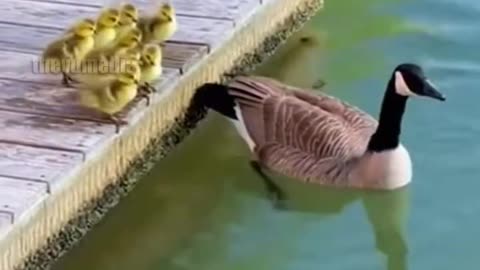 Incredible Mother Goose Gives Drowning Cat A Ride!