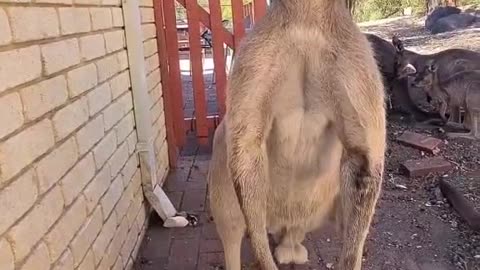 Kangaroo diaries only in Australia 🇦🇺