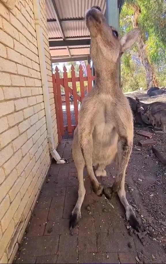 Kangaroo diaries only in Australia 🇦🇺