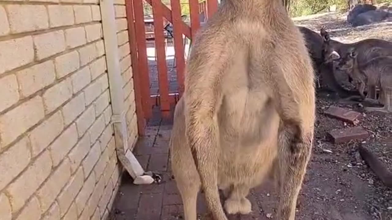 Kangaroo diaries only in Australia 🇦🇺