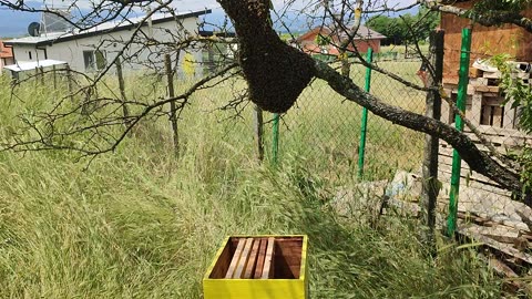Роење на пчелно семејство/Bee swarming