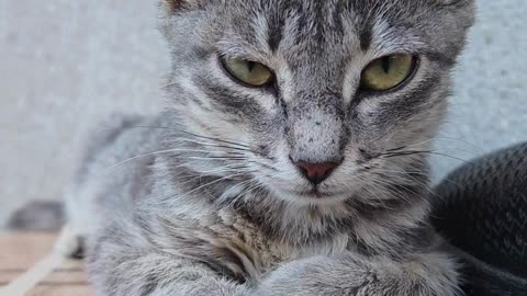 This Cat Thinks It's a Chef 🍳🐱 — and It's HILARIOUS!