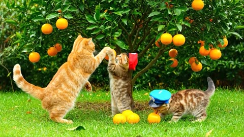 Mama Cat Trims Fur on the Farm and Makes Tiger Hat For Kittens At Home