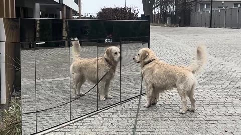 ROARR! Cute dog checking out his new friend