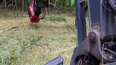 Forestry Mulcher mowing 20 ft tall bamboo