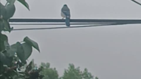 Blue Jay