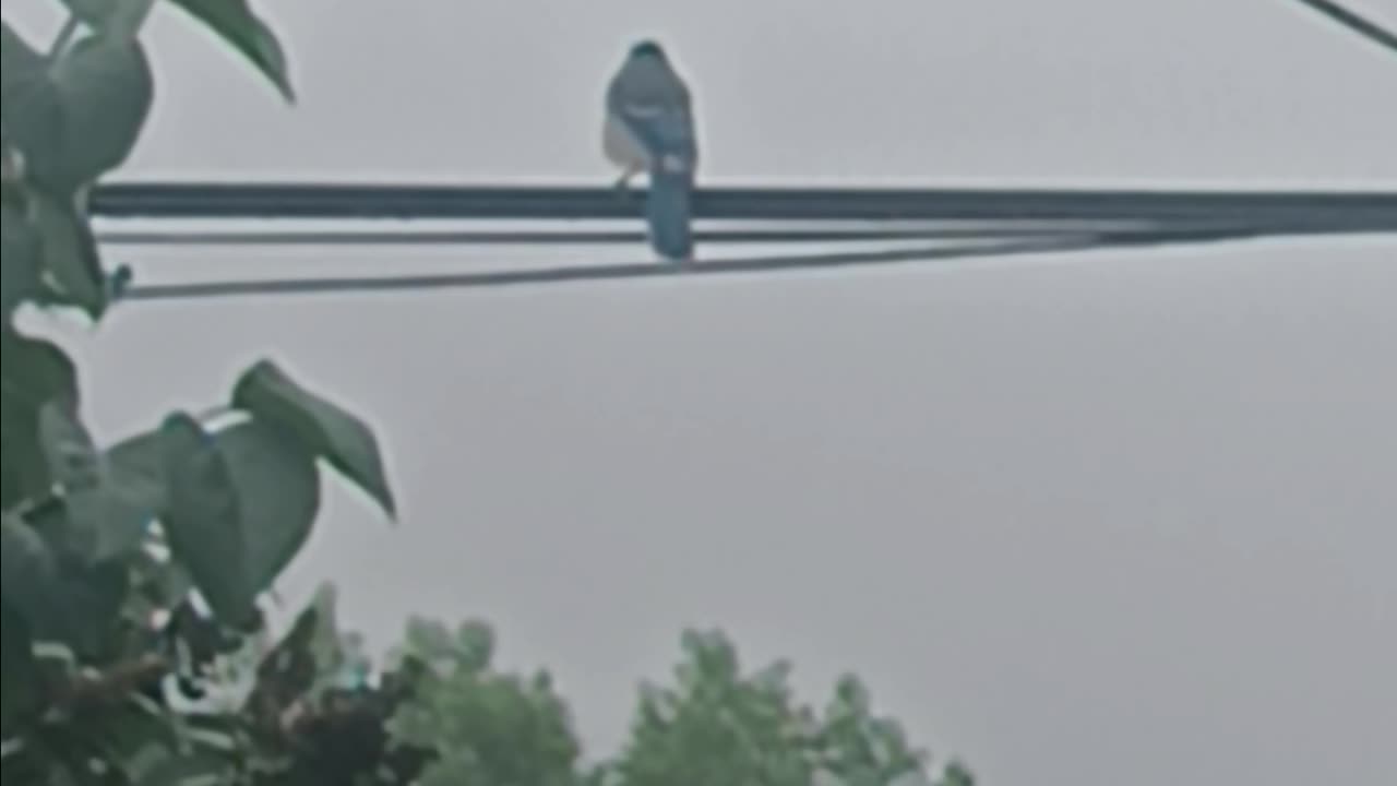 Blue Jay