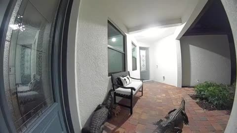 Florida alligators trying to open door and go inside｜佛羅里達州鱷魚想開門入屋