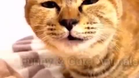 funny cat | #shorts #viralvideo #funny #trending #youtubeshorts ##funny&cuteanimals