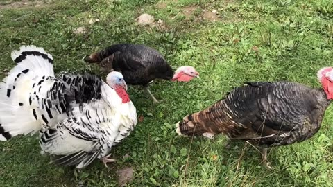 Turkey 🦃 Tails!