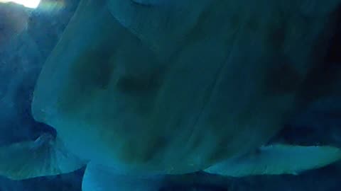 "Aye, sea turtles"