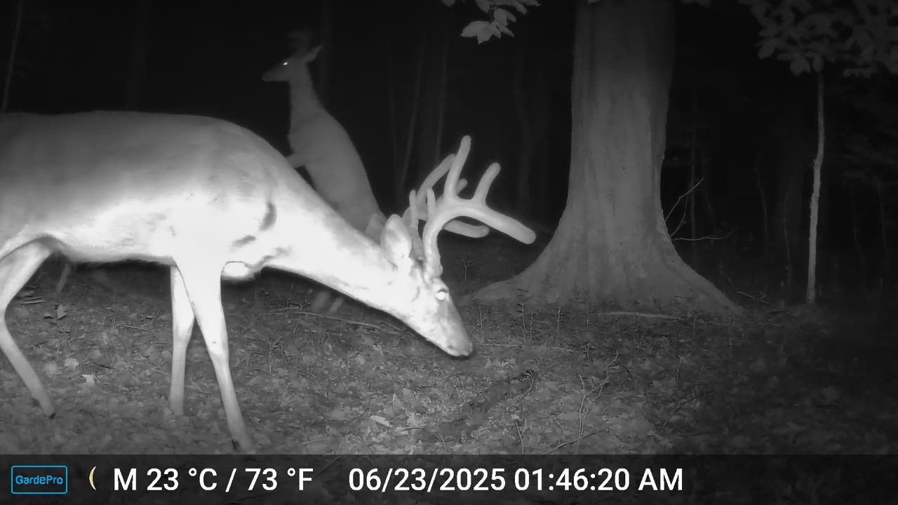 bucks