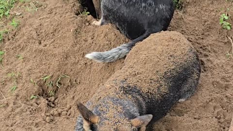 Cattle Dog Buried By Her Sister