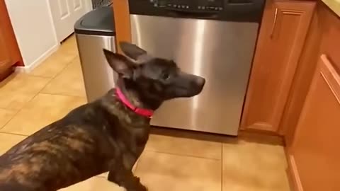 Dogs are good helpers.#dog#funny#funnyanimals#funnypets#animals #pet #foryou #longervideos