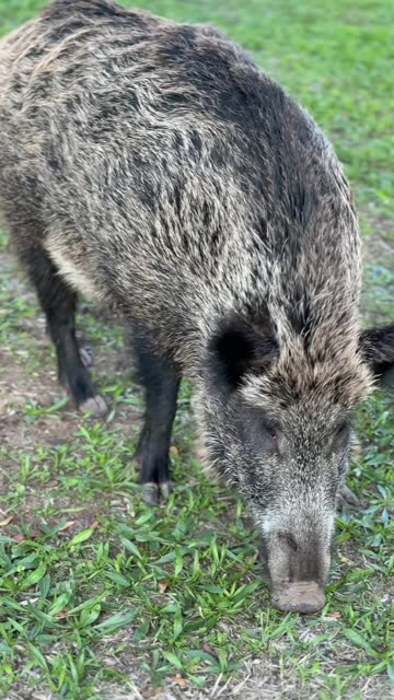 Inside the Wild: Massive Wild Boars in Their Natural Habitat 🐗