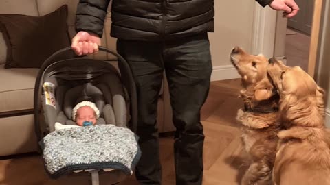Two Goldens Introduced To Newborn Son