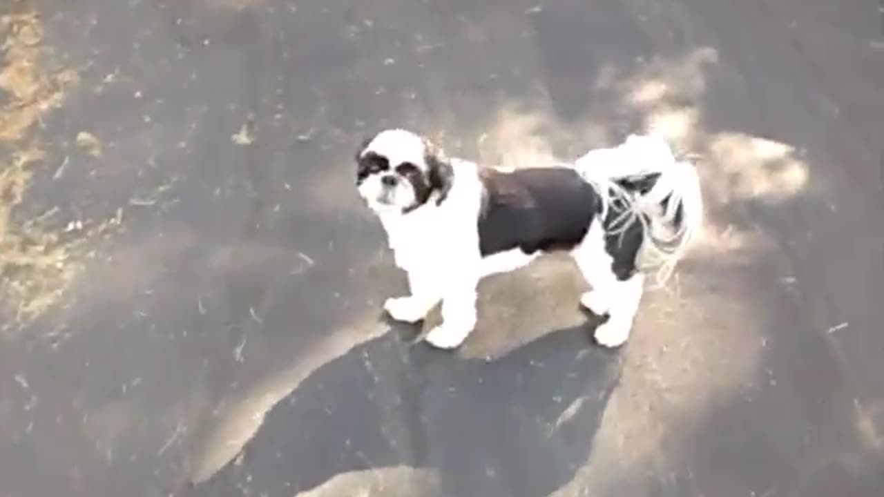 lilo super pimp