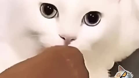 Funny CATS