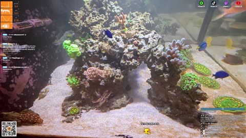 24/7 Real Live Reef Stream