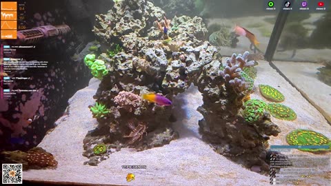 24/7 Real Live Reef Stream