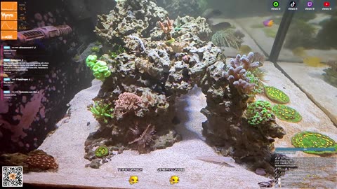 24/7 Real Live Reef Stream