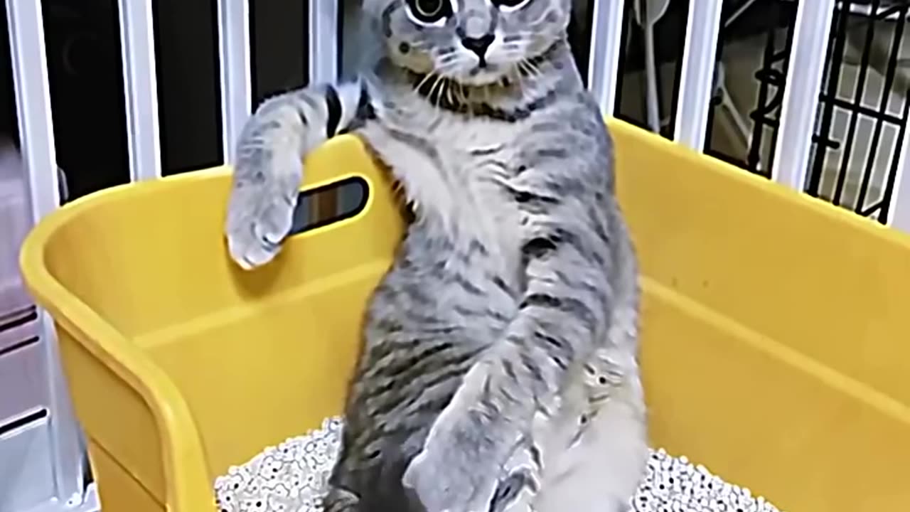 Cats act like humans 2 ☠️ #cats #catsshort