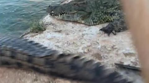 The crocodile is afraid of the shovel.