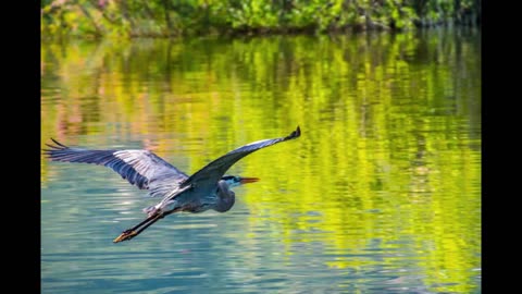Wisdom of the Blue Heron