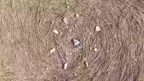 A real crazy crop circle at Etchilhampton Hill nr Devizes in Wiltshire from 08/08/24