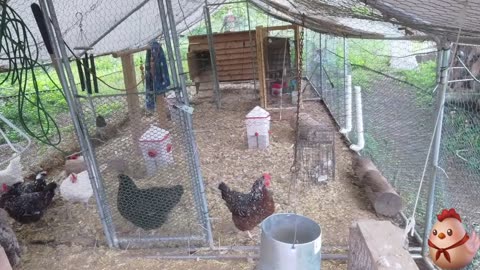 Chicken Live Stream