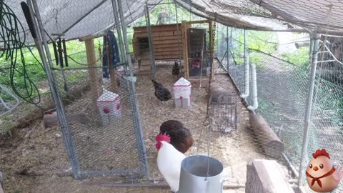Chicken Live Stream