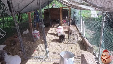 Chicken Live Stream
