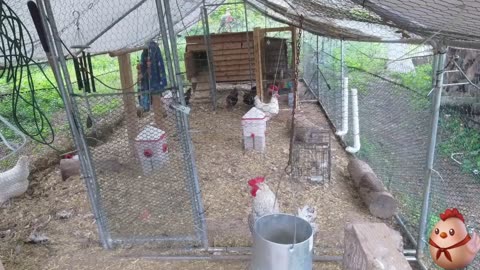 Chicken Live Stream