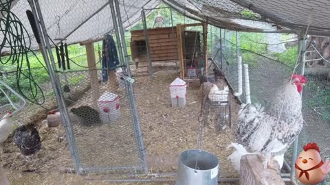 Chicken Live Stream